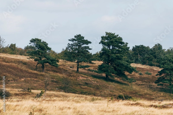 Obraz landscape with trees