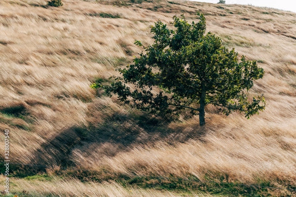 Fototapeta tree in the field