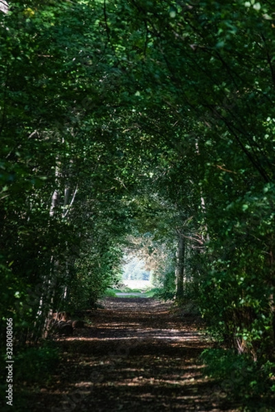Fototapeta path in the forest