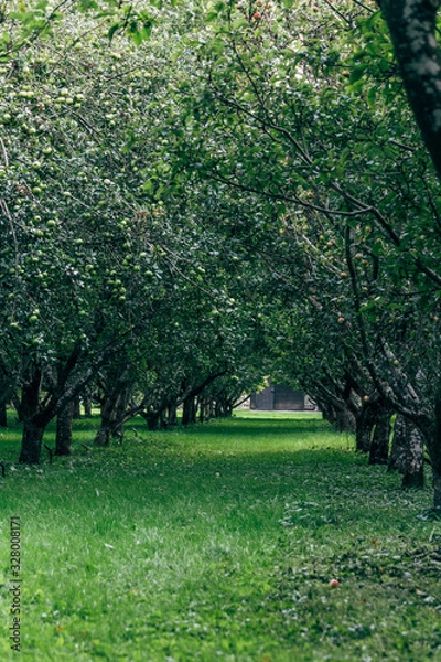 Obraz apple trees in the park