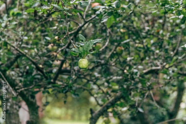 Fototapeta apples on a tree