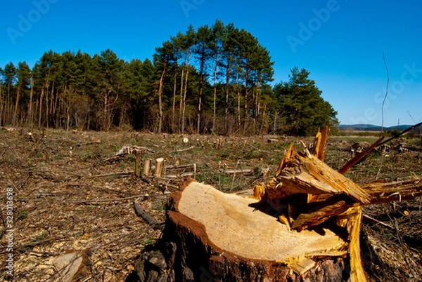 Fototapeta Deforestation