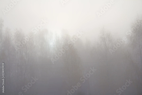 Obraz fog in forest
