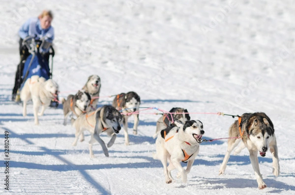 Obraz Rennen mit Schlittenhunden