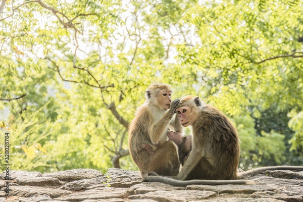 Fototapeta Two monkeys with a baby are taking care of each other.