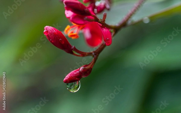 Fototapeta Beautiful water on red flower after raining with blurred background