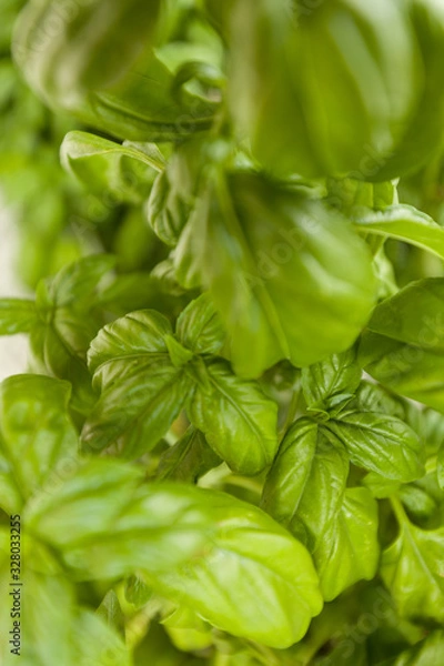Fototapeta feuilles de basilic