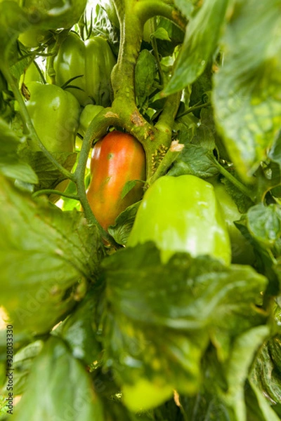 Obraz Tomates sur pied