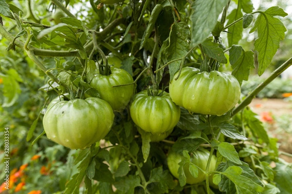 Obraz Tomates cotellées verte 