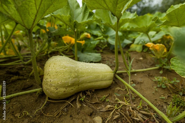 Obraz Butternut dans le jardin