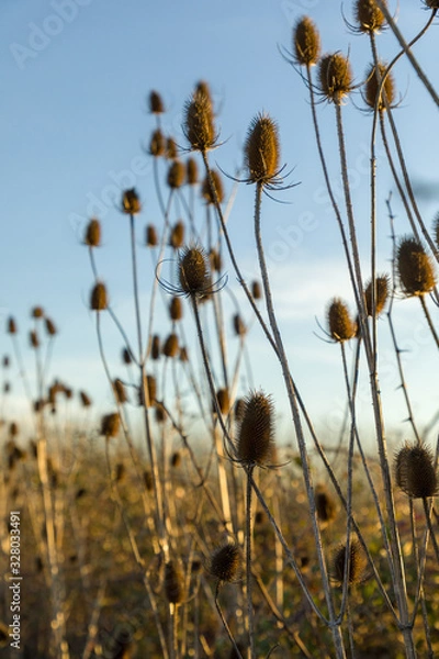 Obraz Chardons séchés 