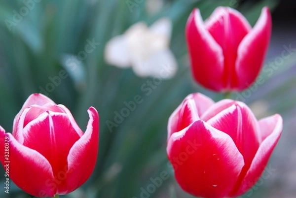 Fototapeta Drei Blumen