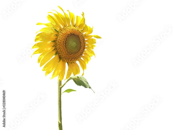 Obraz Sunflower in the garden select background
