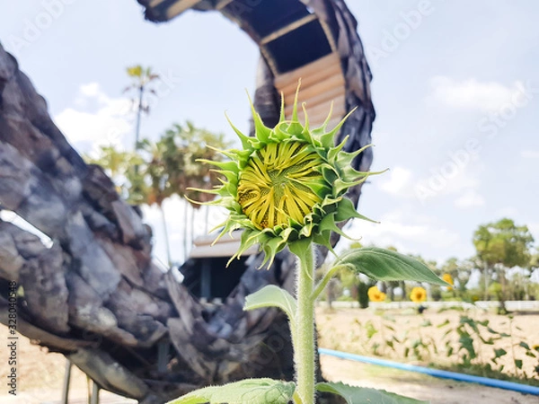Obraz Sunflower in the garden select background