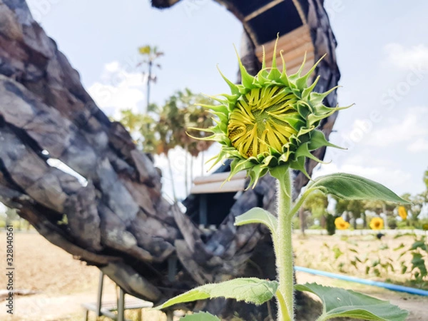 Obraz Sunflower in the garden select background