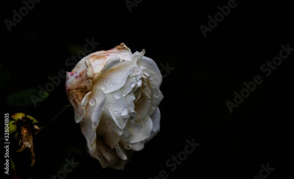 Fototapeta Close up of a rose