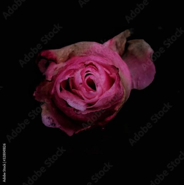 Obraz pink rose on black background