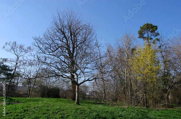 Fototapeta early spring scenery