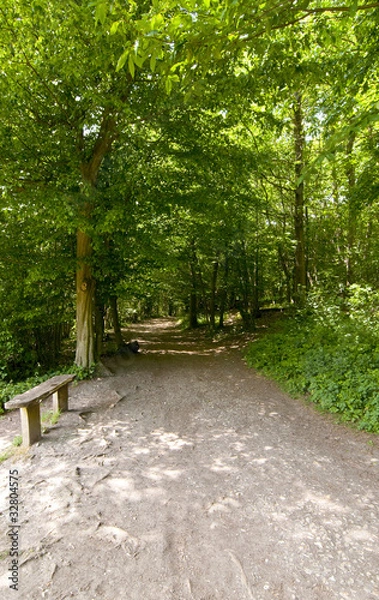 Fototapeta A path in a sun dappled forest