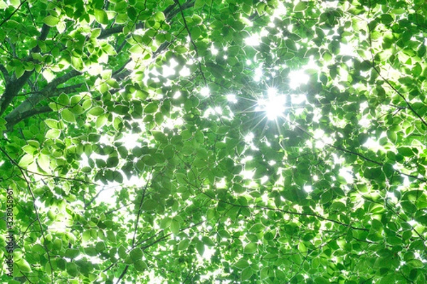 Fototapeta 十日町の美人林   新緑と木漏れ日