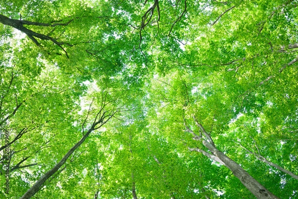 Fototapeta 十日町の美人林  新緑のぶな林