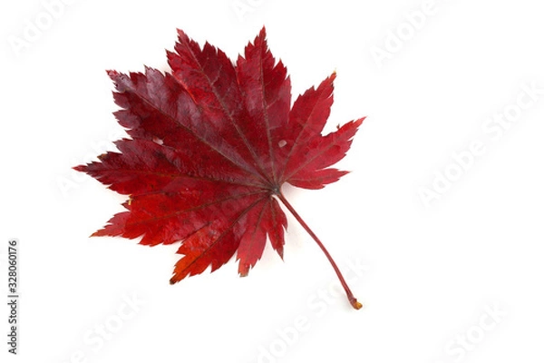 Obraz Autumn maple leaf