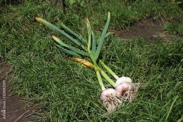 Obraz Garlic on grass
