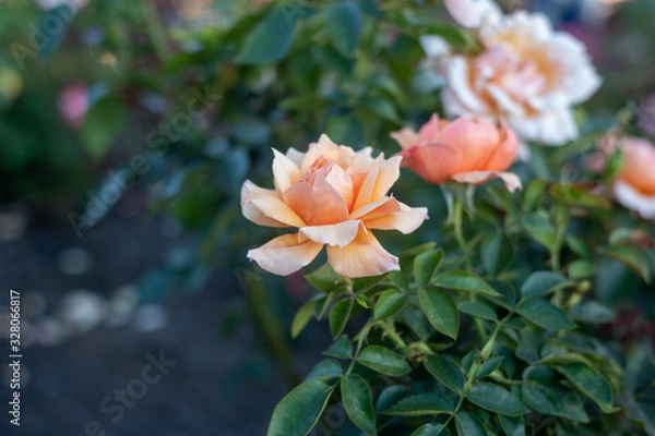 Fototapeta Beautiful Rose