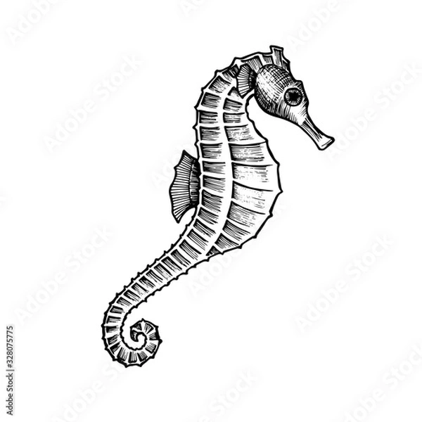 Fototapeta Seahorse hand drawn doodle outline. Inhabitant of the seabed, hippocampus for logo, icon, postcard, tattoo.  Stock vector illustration isolated on white background.
