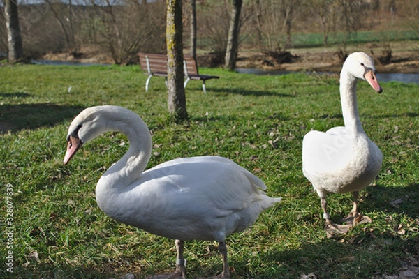 Obraz Zwei Schwäne an der Tauber