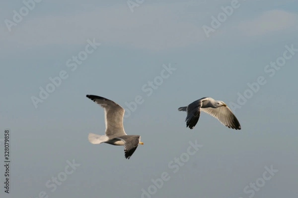 Fototapeta birds three