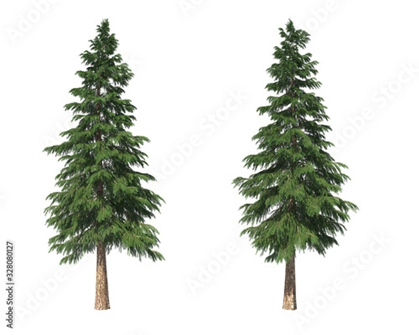 Obraz Coniferous trees on an isolated background. Spruce.