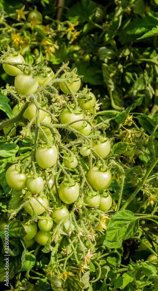 Obraz A branch of green cherry tomatoes