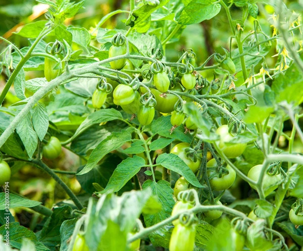 Obraz A branch of green cherry tomatoes