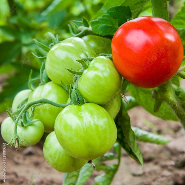 Obraz Green tomatoes and one red tomato on a branch