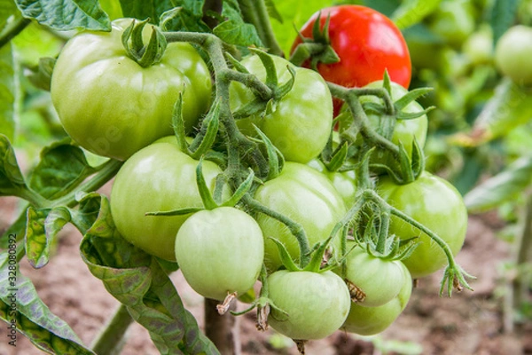 Obraz Green tomatoes and one red tomato on a branch