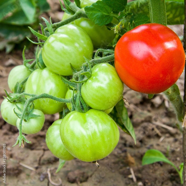 Obraz Green tomatoes and one red tomato on a branch