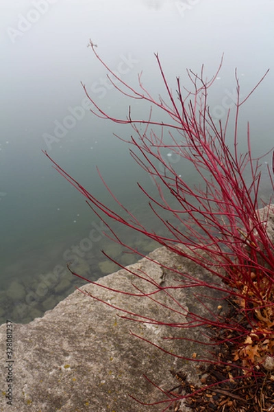 Fototapeta red shrub by the lake