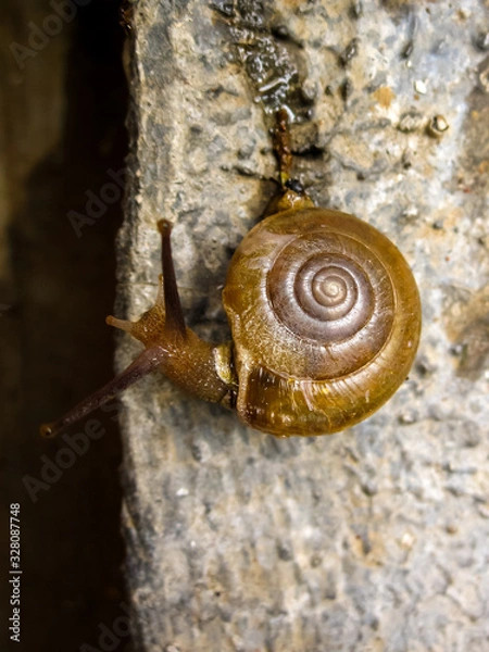 Obraz A Slow shelly snail