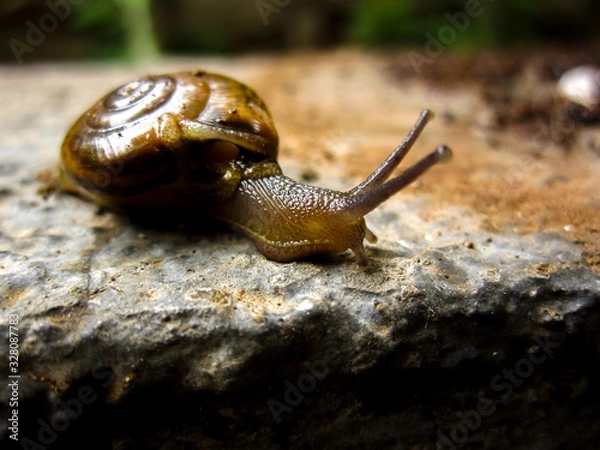 Obraz A Slow shelly snail