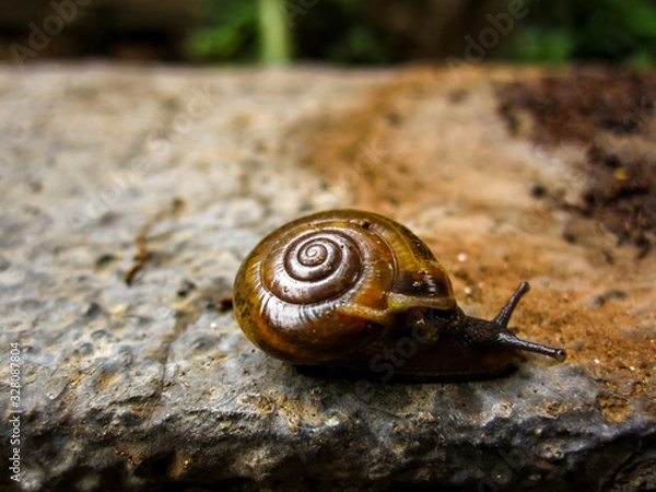 Obraz A Slow shelly snail