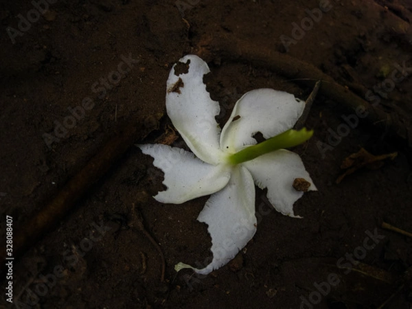 Obraz a five petal decaying flower