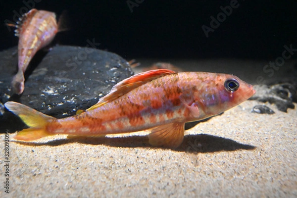 Obraz 水底で休むとても美しい魚　カナガシラ