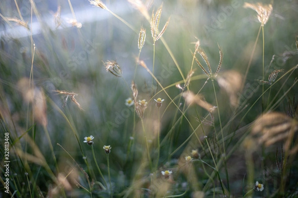 Fototapeta grass and light