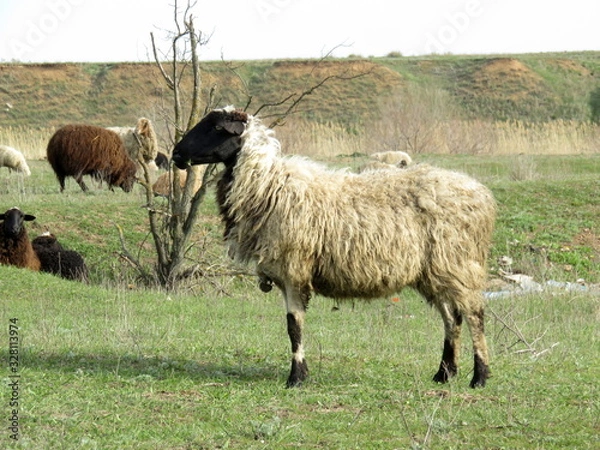 Fototapeta Leisurely rest of the sheep on the pasture