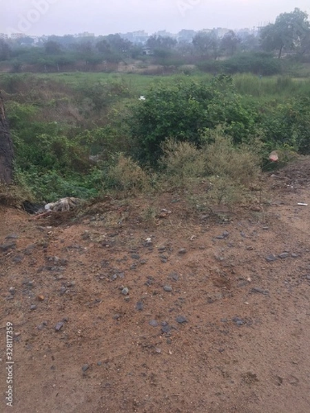 Fototapeta tree is slightly glowing in the early morning