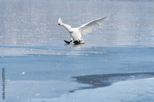 Obraz Whooper swan