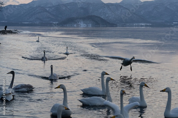 Obraz Whooper swan
