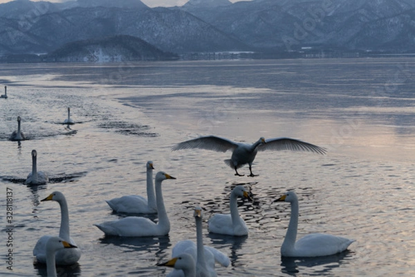 Obraz Whooper swan