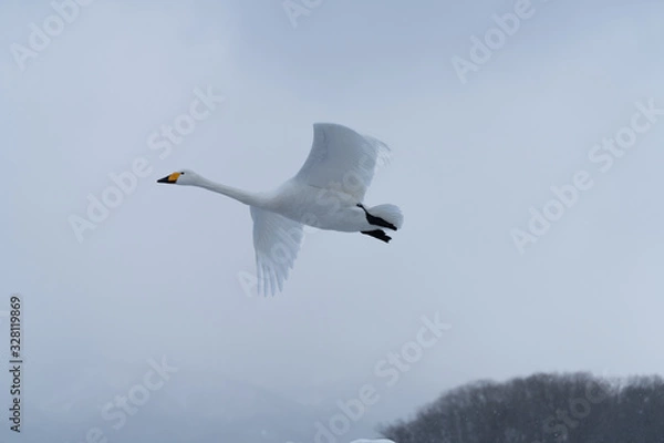 Obraz Whooper swan